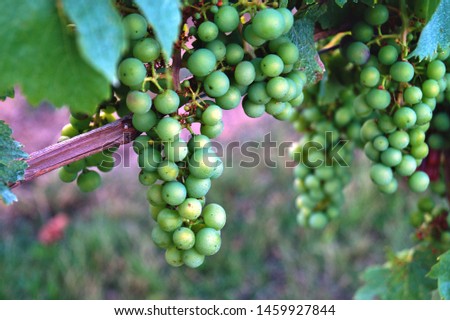 immature green grapes with leaves on the vine in the vineyard.
Healthy fruits green wine grapes background. ready to harvest and eat. Grape field in rhineland palatinate, Germany in summer.
