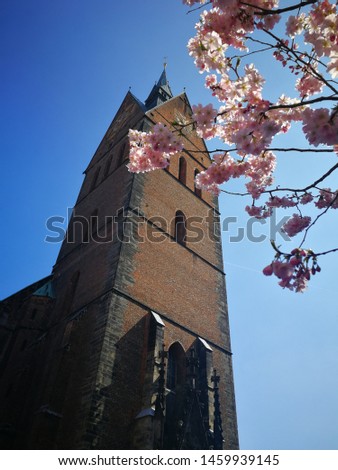 cherry blossom in Hanover, Germany 