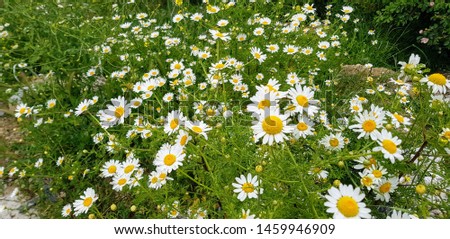 Lots of daisies on the ground