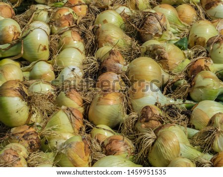 Vegetable. Pile of fresh onions.