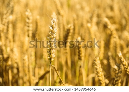 Ripe wheat ears on golden field. Sunny summer day. Harvesting, agriculture