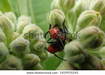 Mating pair of Red Milkweed Beetles hiding among flower buds