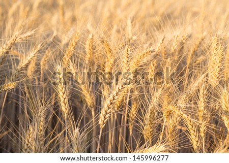 Close up of a wheat field - stock photo
