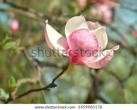 Flower Magnolia flowering against a background of Magnolia flowers.
