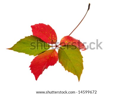 Leaf isolated on pure white background
