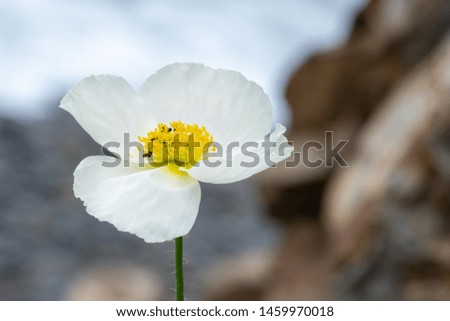 Natural backgound. Photo of white poppy flower in close up
