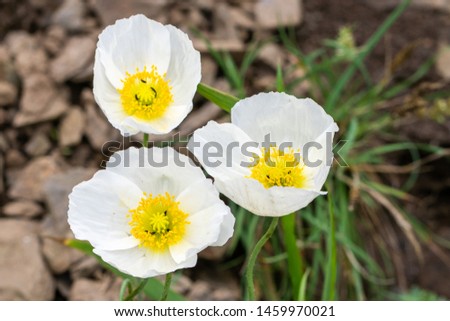 Natural backgound. Photo of white poppy flowers in close up