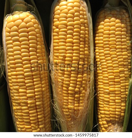 Macro Photo food vegetable raw ear sweet corn. Texture background of fresh yellow corns. Image vegetable product big sweet maize ear corns