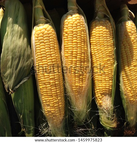Macro Photo food vegetable sweet raw ear corn. Texture background of fresh yellow corns. Image vegetable product big sweet maize corns