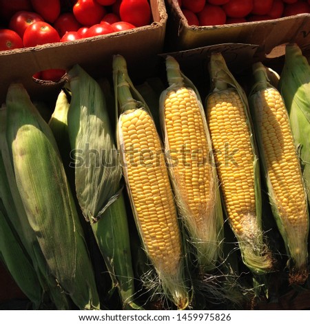Macro Photo food vegetable sweet raw ear corn. Texture background of fresh yellow corns. Image vegetable product big sweet corns maize