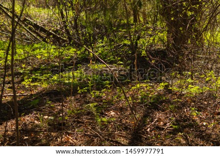 Sunny overgrown forest. grass and plants nature background. bushes and greenery