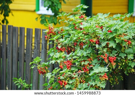 Red currant berries hanging on the bushes near the village house                                Royalty-Free Stock Photo #1459988873