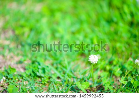 White and small cute white clover