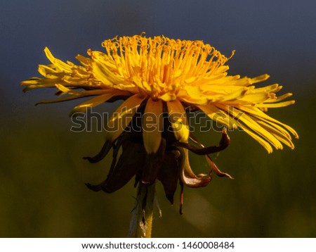 isolated yellow dandelion in meadow