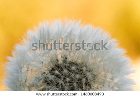 close up of seeds dandelion on yellow background