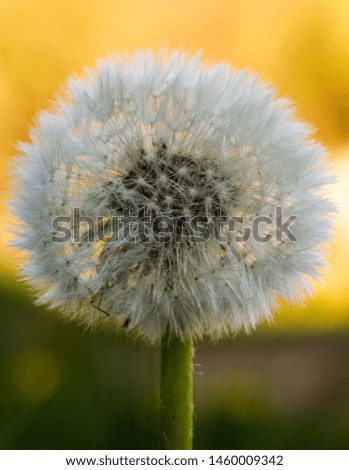 isolated dandelion with many seeds