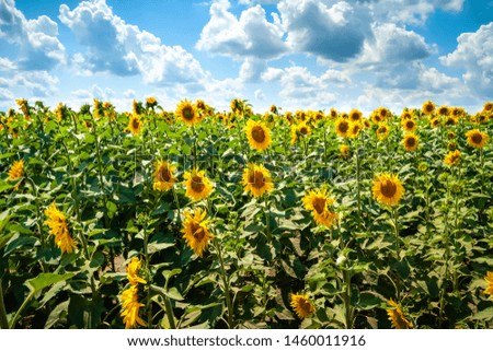 Sunflowers field. Blooming sunflower flowers on a sunflowers field and a blue sky with white and gray clouds background. Natural background.