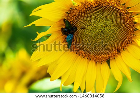 Insects in the sunflower band