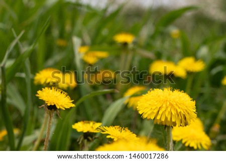 yellow dandelions, flowers on a background of green grass, spring flowers background 