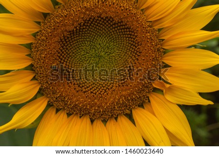 Spring of in Japan sunflower blooming garden, Nature background.