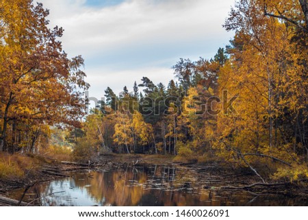 Beautiful autumn landscape with bright pine, aspen, birch forest and lake in perspective. Autumnal lake shore with forest under blue sky. Colorful fall foliage reflecting on surface of calm water. 