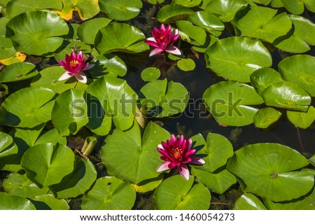 Water red lilies (Nymphaea) on a garden pond