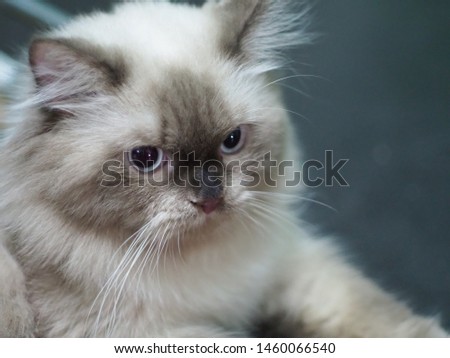 Close up white cat face is very cute.  Bright and cheerful