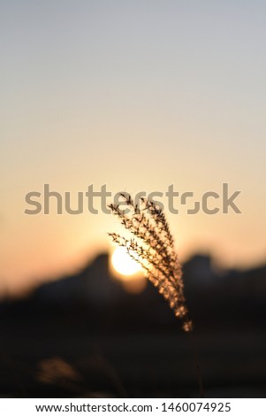 Silver grass image taken at sunset.