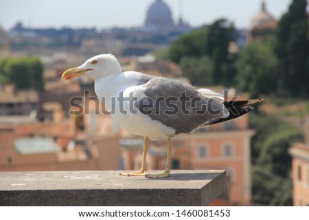 Seagull in a rooftop in Rome, Italy, Europe