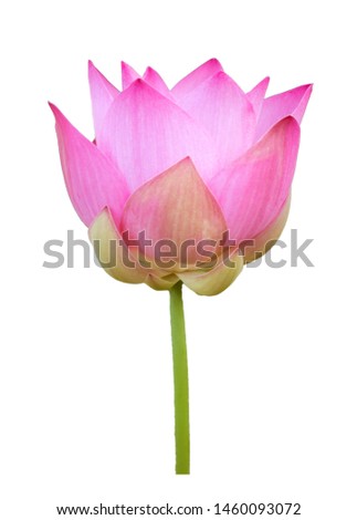 Pink lotus flower isolated with clipping paths on white background for wallpapers or graphic designs.Beautiful tropical flowers that symbolize Buddhism.
