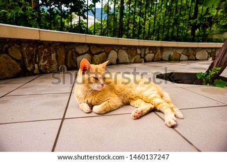 A red cat lying on the terrace of a country house