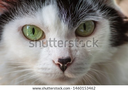 Portrait of white cat with green eyes