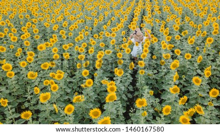 Aerial view of woman in hat stands on large sunflower field under beautiful sunset light. 