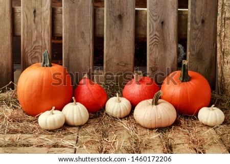 Pumpkins in the barn. Wooden fence in the background. 