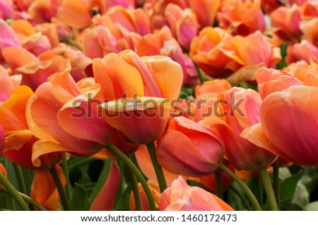 Flower tulip flowering against a background of flowers.