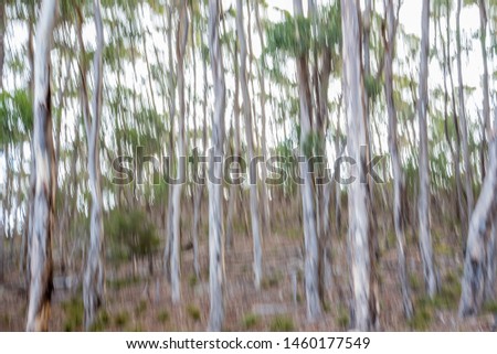 Vertical panning of eucalyptus trees on Kangaroo Island, Australia produces pleasing imagery and a cool palette of colors