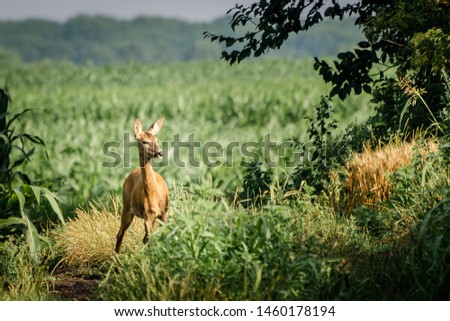 Female roe deer standing in the grass. European wildlife. 