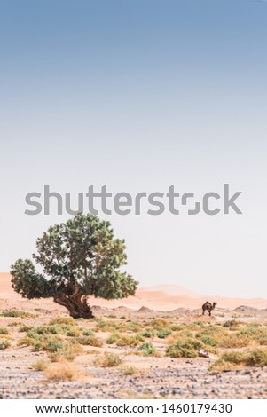 A man alone in the desert under a blue sky