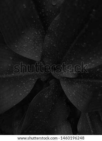 Dark black leaf top view background