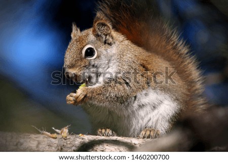 A picture of a red squirrel eating a pine nut. 
