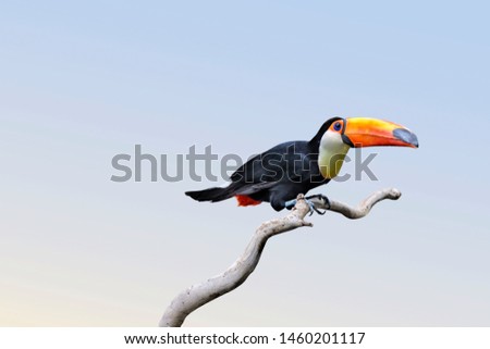 Toco toucan (Ramphastos toco), also known as the common toucan, giant toucan or simply toucan,  on a  branch  isolated against blue sky