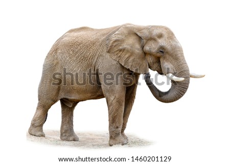 Male elephant isolated on white background
