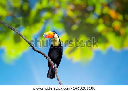 Toco toucan (Ramphastos toco), also known as the common toucan, giant toucan or simply toucan,  on a  branch 