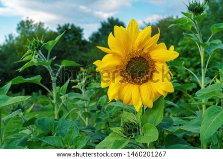 Yellow blooming sunflower. Sunflower bud on the natural background.