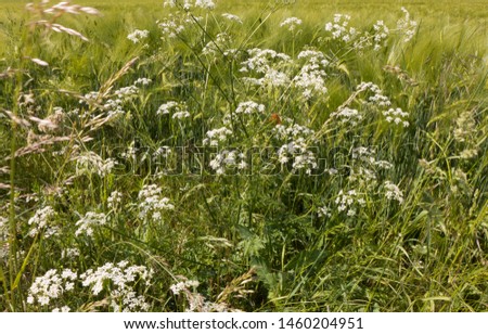 The cow parsley, Anthriscus sylvestris, is an umbelliferous plant and a widespread plant in inhabited areas. The wild chervil grow in meadows, on slopes and roadsides. Royalty-Free Stock Photo #1460204951