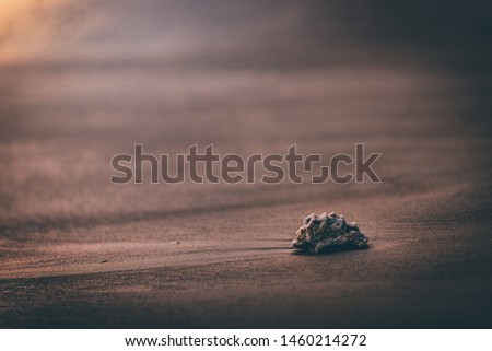 a lonely shell at the beach with sorrow mood in the photo.