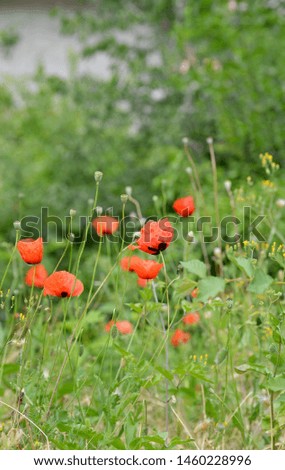 poppy flower in the garden
