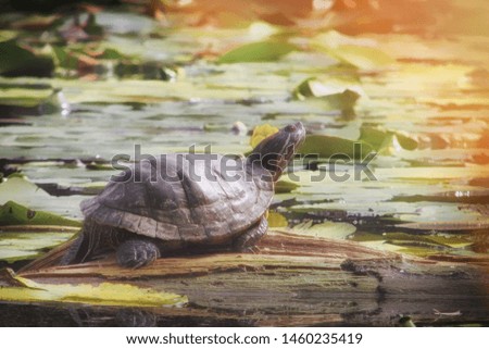 Red-eared turtle in the pond on the Board. Turtle in a non-native habitat. Trachemys scripta basking in the sun.