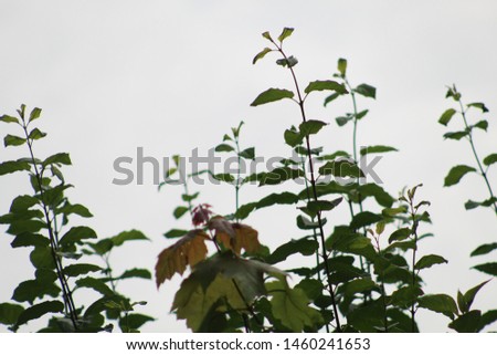 NAPERVILLE, ILLINOIS- July 22:Closeup on some leaves.
