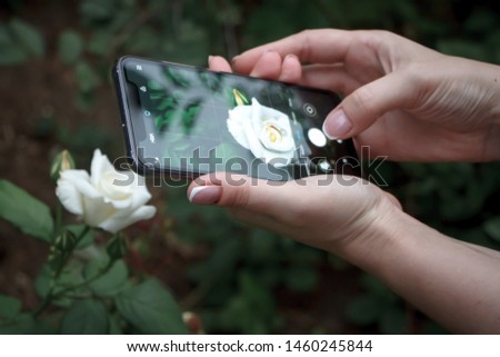 Closeup womans hands making photo on smartphone white cream blooming rose, selective focus